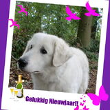 Foto van Annelies & Déru†, en de Puli,s Ixy en Kwint