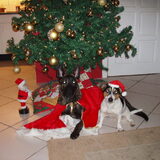 Kerstkaart 2008