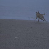 Diesel voor de eerste keer aan zee en hij vond het geweldig