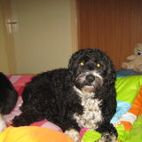 dit is rocky