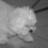 toen ik nog puppy was