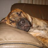 Foto van nicole & rocky , Bickel en max