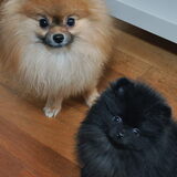 Kenji & Ninaaaa!