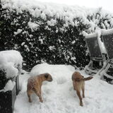 Lekker in de sneeuw December 2010.