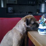 Bowie is altijd nieuwsgierig hier kwam geluid uit.December 2010.