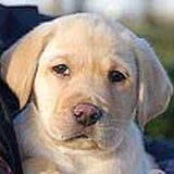 Dit is onze adoptiepup Nevil. Hij wordt opgeleid voor…