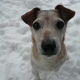 Spikey in de sneeuw