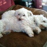 schattig jordy en lady