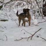 Lekker aan de wandel in het bos 2010 kerst