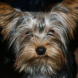 Foto van desmet lies