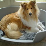 Dit is een pup (Britta)op de foto 5 maanden , door ons gefokt die nu na…