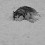 sneeuwfoto