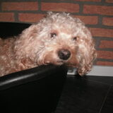 love mijn schatje(L)
