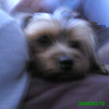 lief he