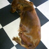 Ruby 46 dagen zwanger!! :)