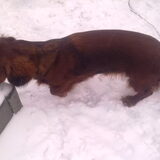 Ruby in de sneeuw