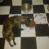 Zo eten onze hondjes!!