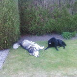 Mei 2010: Smokey en Cheska eindelijk vriendjes (na 3 jaar !)