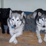 2002: Harmonie in huis (Cheska, Lana & Joppe)