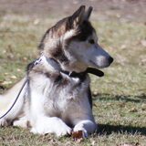 Smokey 2009: Even rusten tijdens hondentraining