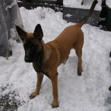 Kira in de sneeuw