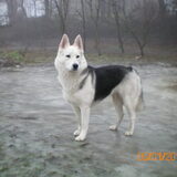 Yindi
