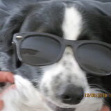 Toby met bril