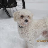 sneeuwsnoet