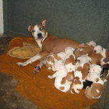 We waren met 10 puppy's! Ik lig bovenaan op mama (+ 21/12/'10) haar…