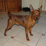 Cody 1 jaar geworden vandaag 08-01-2011