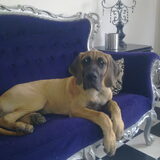Iets groter