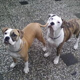 chika & lady zamen