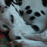 Nala, mijn Dalmatiër.