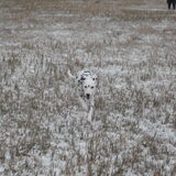 Rennen in de sneeuw @2009