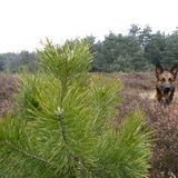 Foto van De Mecheltjes clan