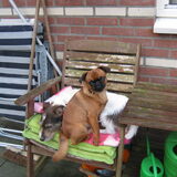 Foto van rakker en rambo en jennie
