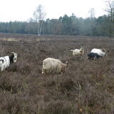 De landgeiten in het begrazingsgebied
