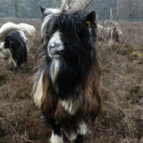 Wat een magnifiek beest