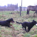 Aisha en Dax rennen (beetje wazig)