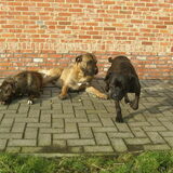 een deel van onze roedel, Guapa (DC teef), Darko (DC reu) en Zena…