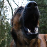 Foto van De Mecheltjes clan