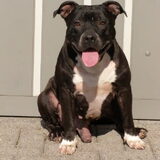 shadow 12-09-2002 rip 08-09-2011