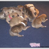 pups 1 week oud