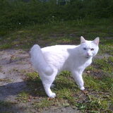 Bowie kruising heilge birmaan/witte kater