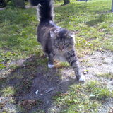 tijger