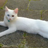 bowie