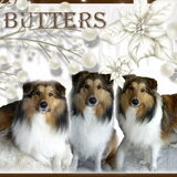 Foto van Criz & de Shelties