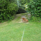 Wandelen in het park