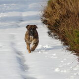 Heerlijk rennen in de sneeuw