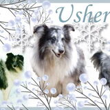 Lieve Ush